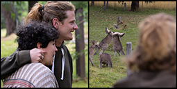 Clicking on this picture will take you to our Exclusive Wildlife Stays information page watching male eastern grey kangaroos fight on an Exclusive Wildlife Stay at Grampians Paradise Camping and Caravan Parkland